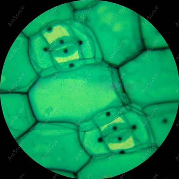 Microscopio Composto Monocular - Microscope Compound 40X recensione e prezzo